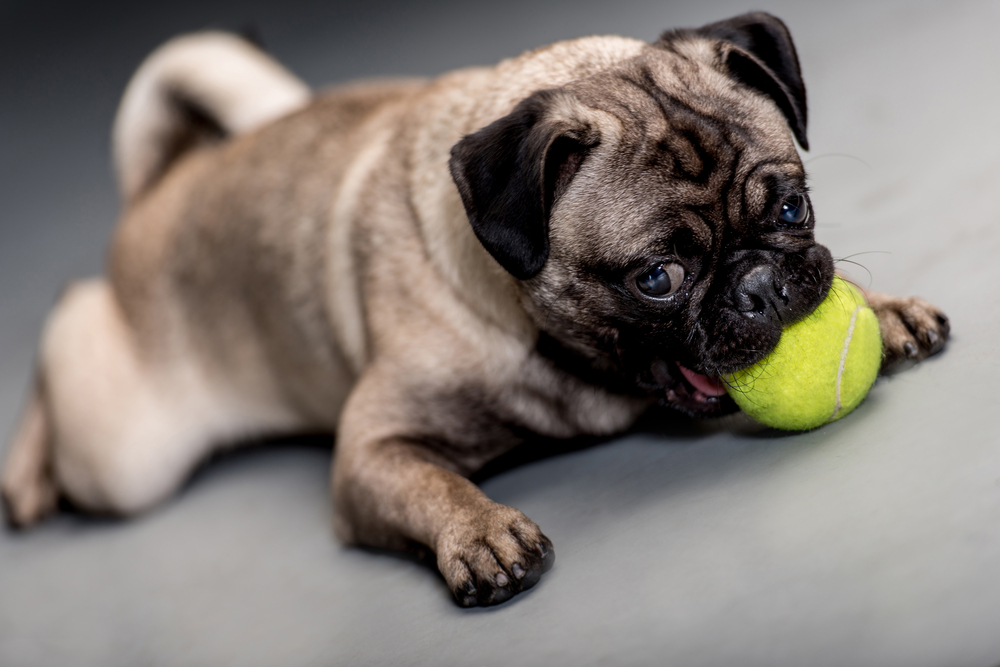 Cute dog lying on the floor playing with a ball Cute dog lying on the floor playing with a ball